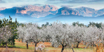 Трансформационные игры на Майорке
